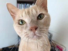 自称ハコ大使のミックス猫「にゃ～男」　隙間にハマるのも好き