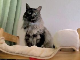 黒猫だと思って保護したらどんどん柄が変化　不思議な魅力をもつ「空海」