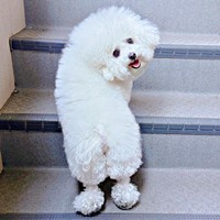 「大好きな人」を盛大に出迎えたあめちゃん（画像提供：あめ チビションフリーゼさん）