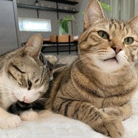どうして気がつかないの？！横見てー！！（提供：とらまるらんまるさん）