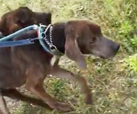 研究を兼ねた訓練を終えた後、最終的には里親希望者さんへの譲渡を目指すそうです