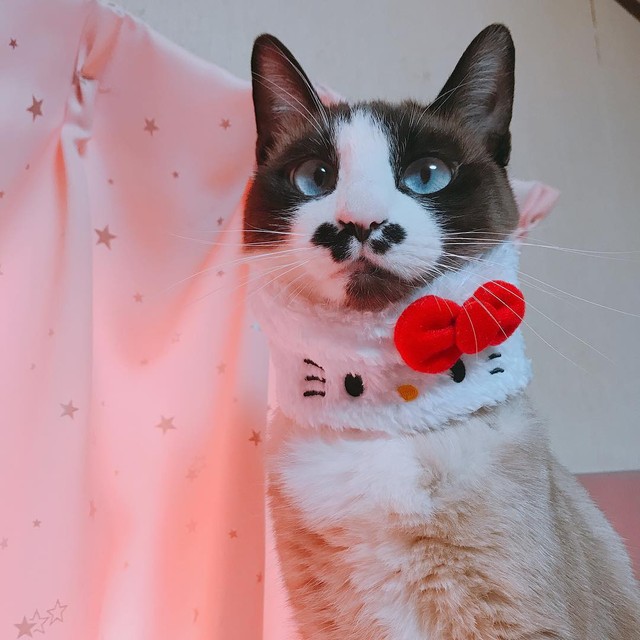 気分はキティちゃん、どう？可愛い？？