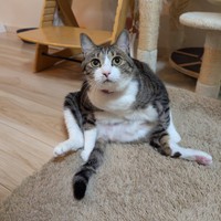 おすわりしながら飼い主さんを見つめるうなぎちゃん（画像提供：平岡さん）