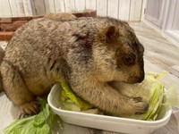 ぷっくりほっぺでおっとりした性格の「シフォン」ちゃん（提供：マーモットカフェ「マーモット村」さん）