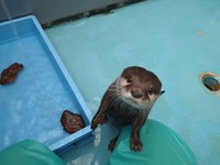 飼育員さんといろいろなことを学んできたポポちゃん（提供：海遊館）