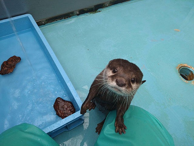 飼育員さんといろいろなことを学んできたポポちゃん（提供：海遊館）