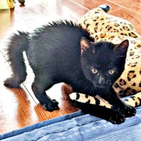 子猫時代、「やんのかステップ」をするうにくん（画像提供：ねこのいいなりさん）