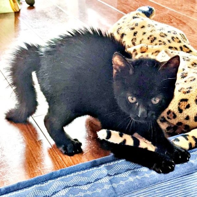 子猫時代、「やんのかステップ」をするうにくん（画像提供：ねこのいいなりさん）