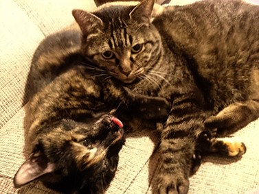 猫に「病院」は通じない　でも「好き」な気持ちは伝わってる？