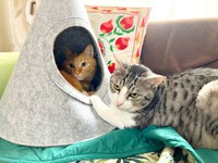 姉猫のこいもちゃんに前足を伸ばすサバシくん（画像提供：こいもちゃんさん）