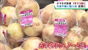 天候不順などの影響でタマネギが高値　前年比１．７倍から２倍