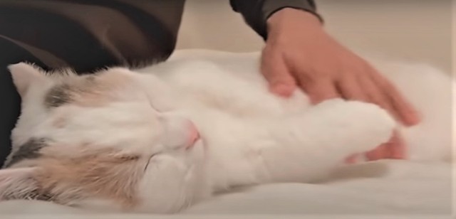 ①お腹なでなで