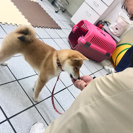 ごほうびを上手に使い、ほめながら教える（前村さん提供）