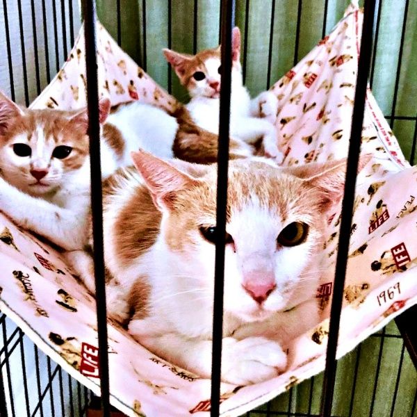 子猫2匹だけのつもりが、母猫も保護「うちの子になってくれる？」 3