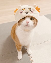 「被り物はちょっと苦手なきなこ」（提供：きなこさん）