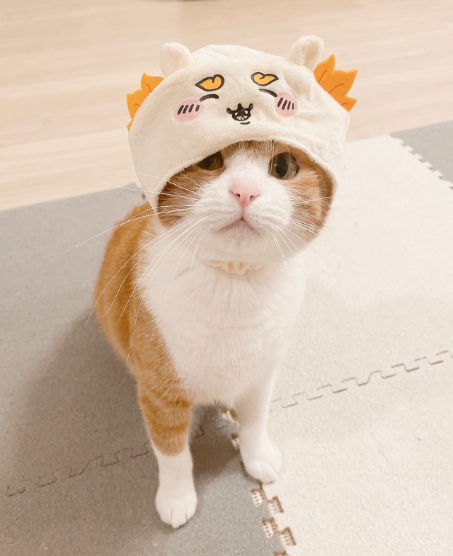 「被り物はちょっと苦手なきなこ」（提供：きなこさん）
