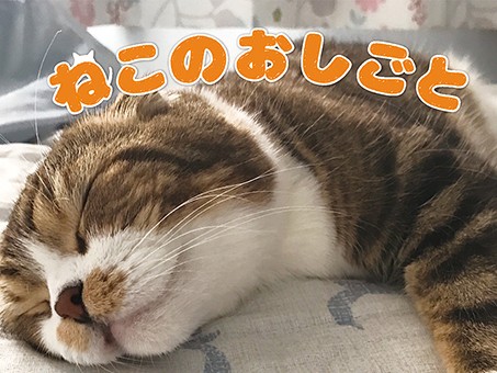 猫は普段何してる？　猫の“おしごと”を紹介する写真集