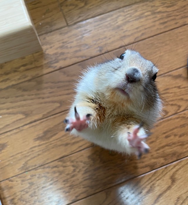 ご飯、ちょうだい～（提供写真）