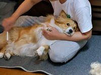 シャンプー前、ブラッシングをしてもらうエグジーくん（画像提供：Eggsy the Fluffさん）
