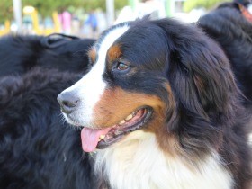 保護された元繁殖犬　やさしい家族と先住犬に出会い、新しい一歩