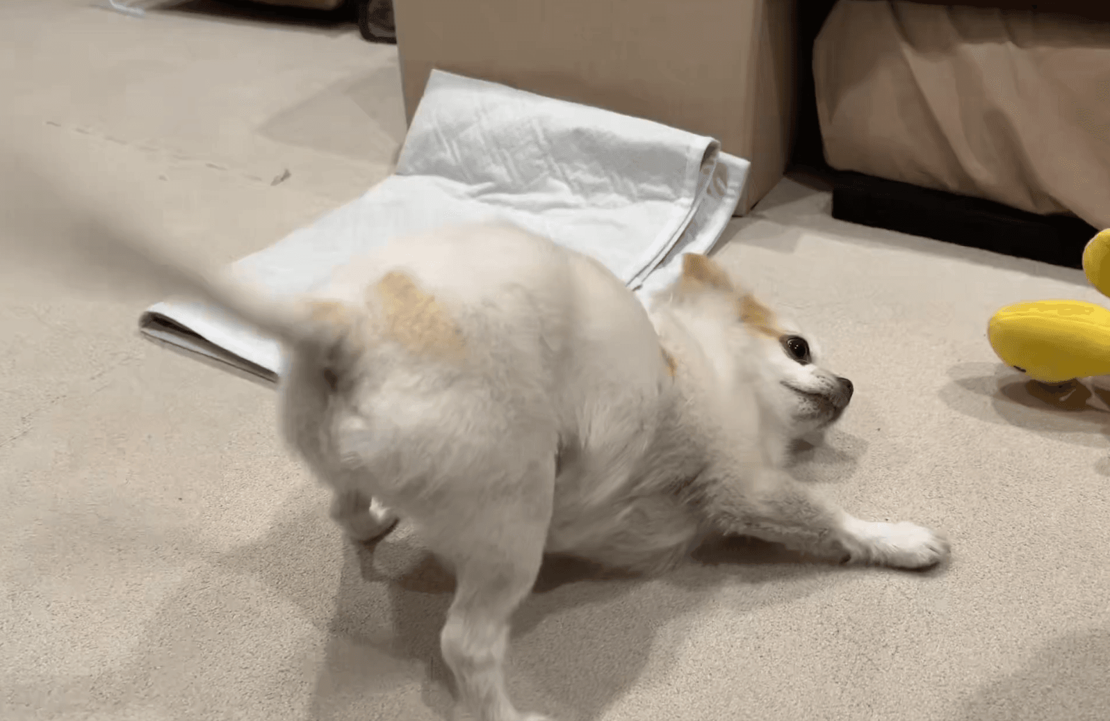 あまりの速さで尻尾の残像が！