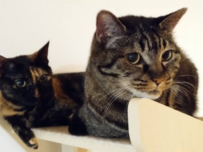 いつも寄り添っているモモ（右）とあんず