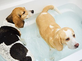 お風呂が大好きな保護犬ビーグルズ　「シェリ」と「りん」