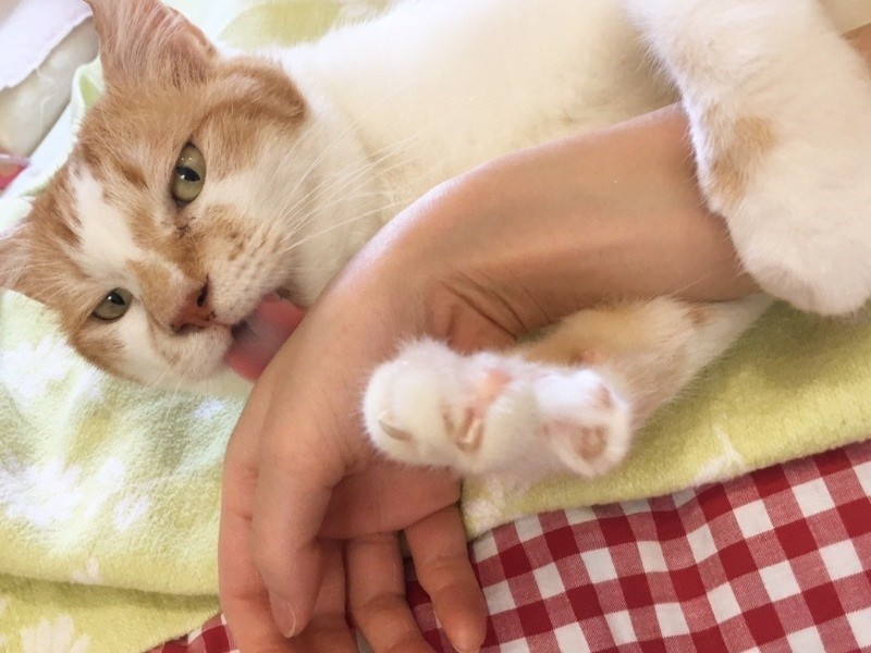 両手でおさえこんでぺろー