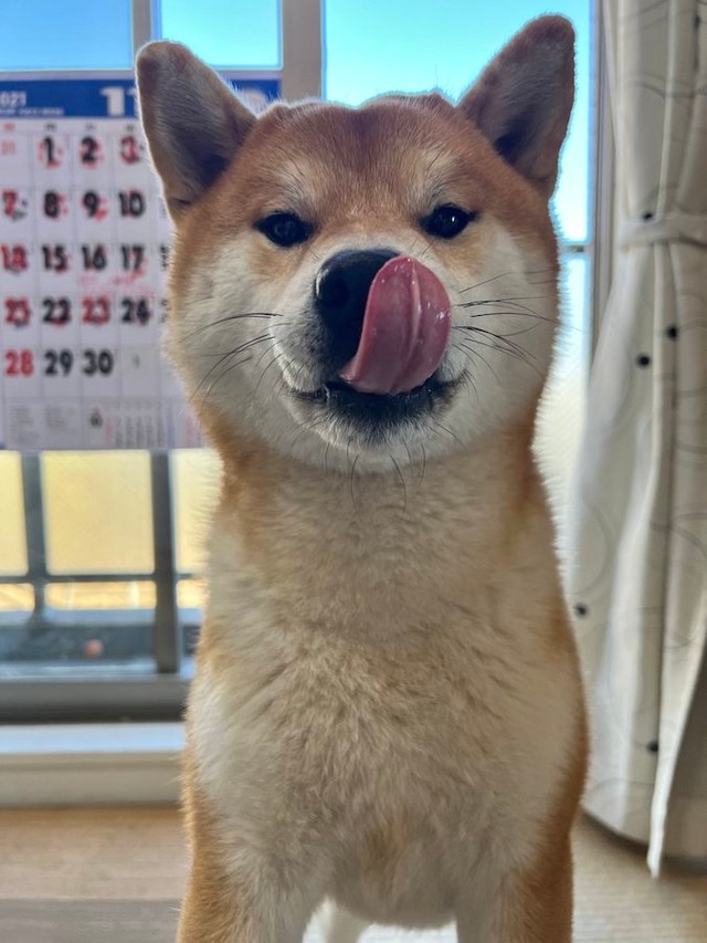 １歳半になり早食いは克服したこむぎくん。「ただ、チンベルを鳴らしてコミュニケーションを図れるようにしたため、おやつの催促が増えました…」と飼い主さん（提供：シヴァ犬こむぎっすさん）