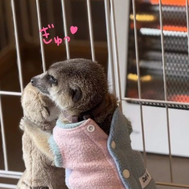 ストーブの前で、お友達（ぬいぐるみ）にぎゅっ♡（提供：＠manaminnyさん）
