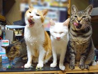 猫たちのボス的存在になったキビくん（画像提供：やまざきうなむーさん）
