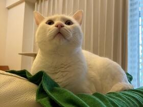 耳も聞こえず独りで必死に生きていた子猫の「メイ」　保護され愛され、美しい白猫に