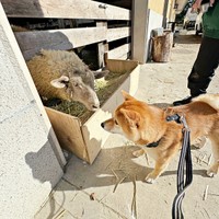 羊と見つめ合うろくくん（画像提供：柴犬 ろくさん）