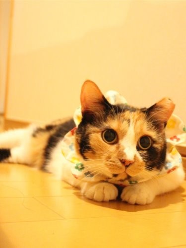 三毛猫のやよいちゃん　もうすぐ新たな家族の元へ　（maiさん提供）