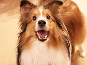 おやつ待ってる満面の笑顔　人懐こいシェルティー「エル」