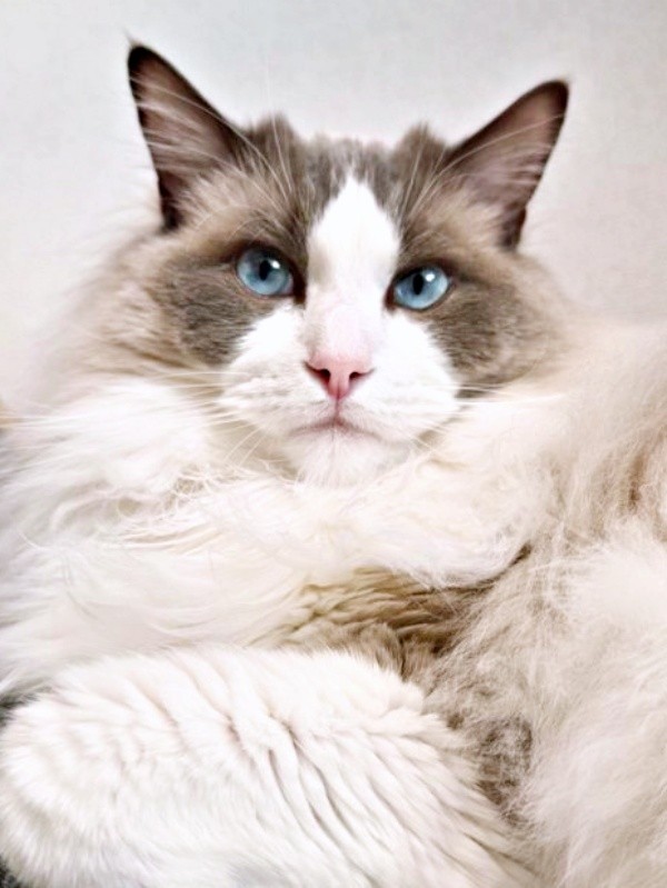 ラグドールのほっけくん。ゴージャスな被毛が素敵です（画像提供：ほっけ はまち ragboysさん）
