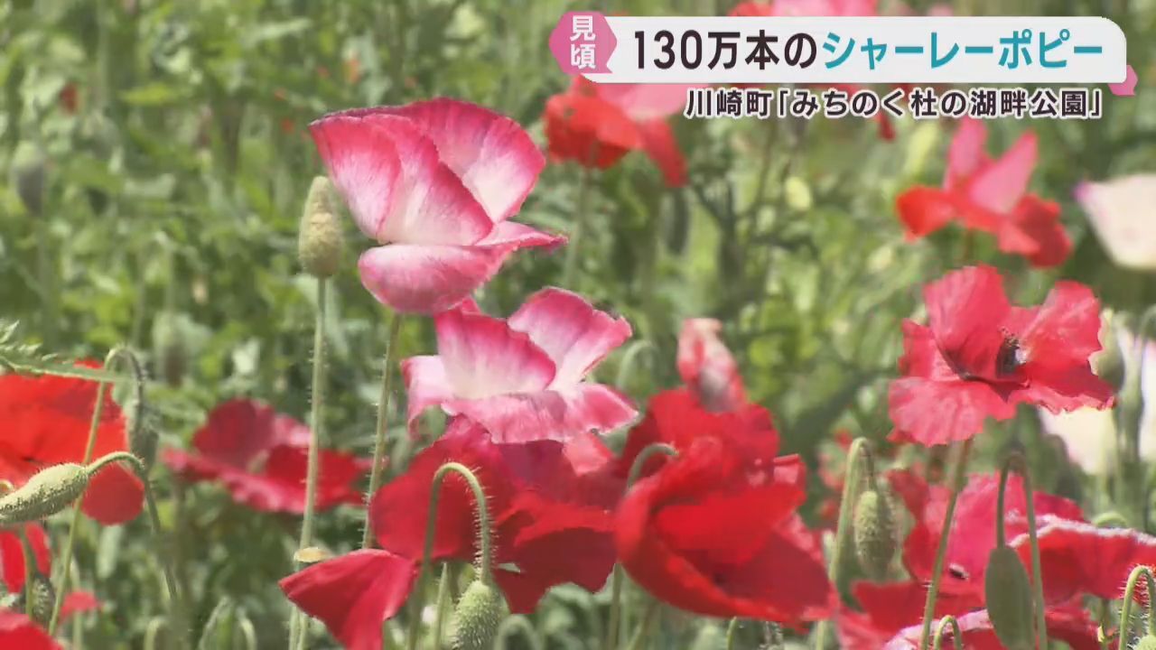 シャーレーポピーの花が見頃　宮城・みちのく杜の湖畔公園
