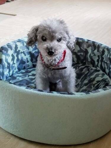 ポッキー（ＣＡＰＰチーム提供）