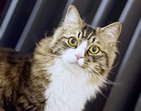 凛々しい表情が素敵なけだまちゃん（画像提供：けだまちゃんさん）