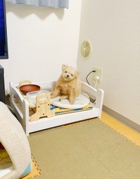 ７時ですが〜、ご飯の合図＝ポメプーふわちゃんさん（@Fuwancho319）提供