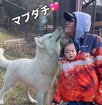 パパを見つめる姿が可愛すぎる♡（提供：＠bokumarleyさん）
