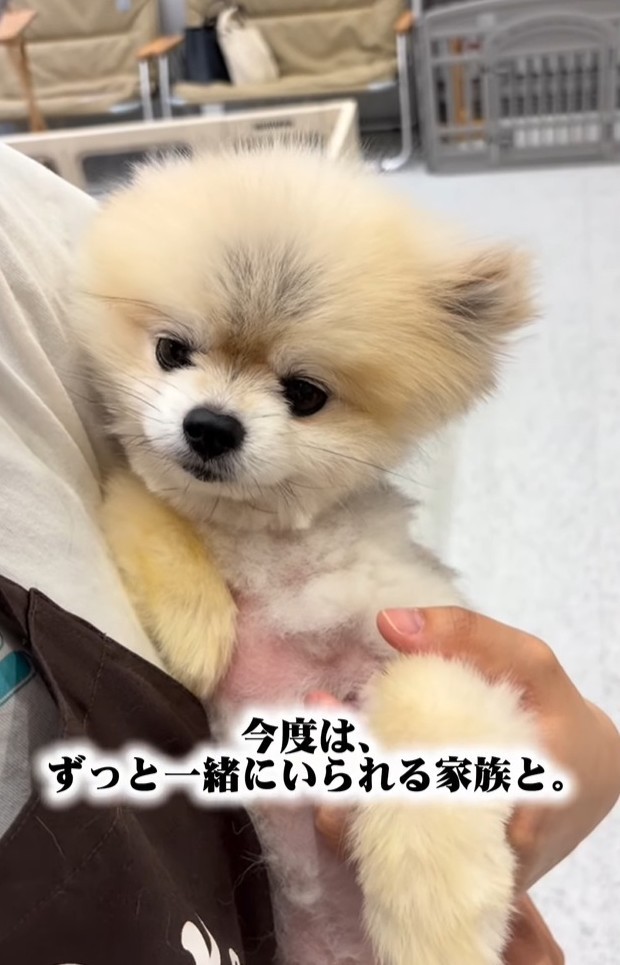 新しい家族が決まったコロンちゃん。お父さんが一目ぼれ！（「【保護犬シェルター】anifare大阪（アニフェア）」さん提供、Instagramよりキャプチャ撮影）