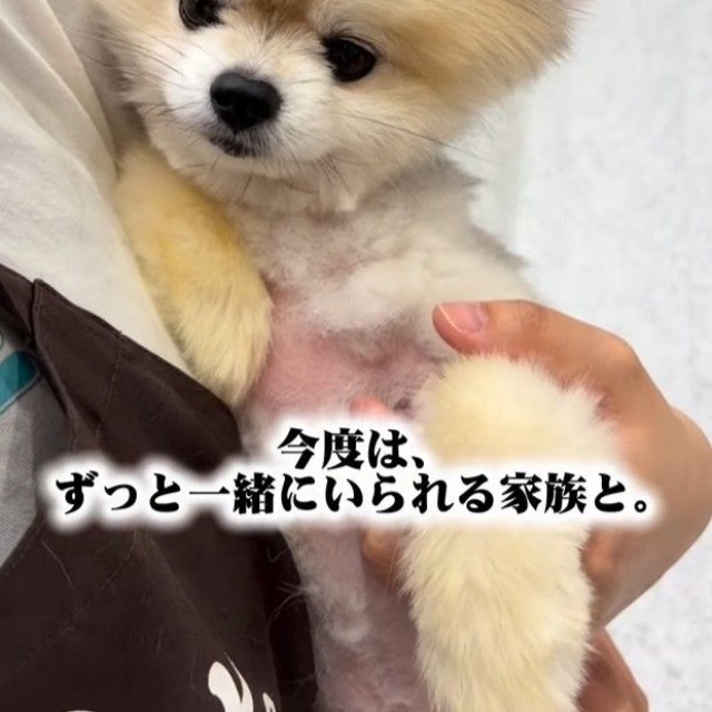 新しい家族が決まったコロンちゃん。お父さんが一目ぼれ！（「【保護犬シェルター】anifare大阪（アニフェア）」さん提供、Instagramよりキャプチャ撮影）