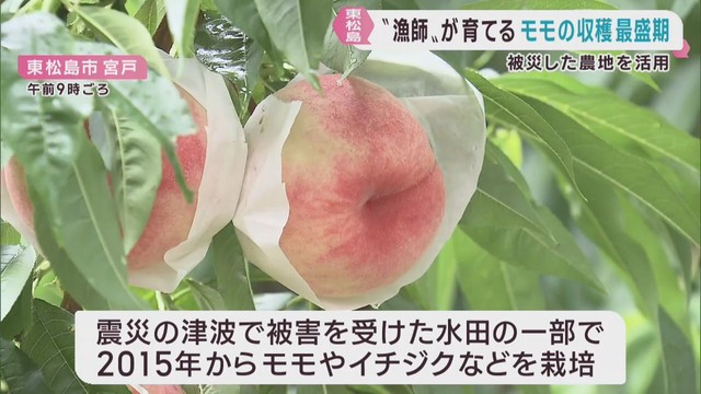 桃の収穫が盛ん　津波の被災地で漁師が栽培　宮城・東松島市
