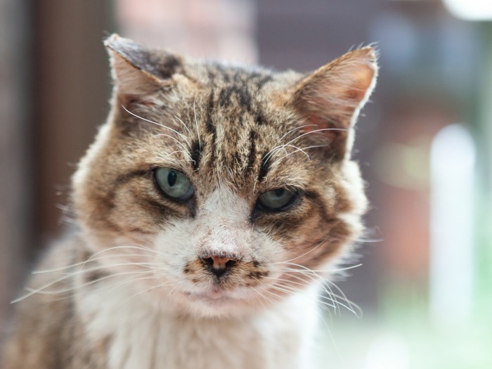 折れた右耳が愛らしい