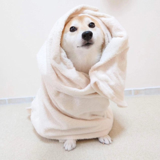 「シャンプー後の柴ザラシ」（飼い主さん）（画像提供：柴犬チャーミー）