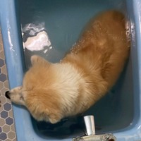 「風呂に入ってるフェアリーさんも可愛いですよ❤️」（提供：秋田犬の妖精 フェアリーさん　NoWar🐾さん）