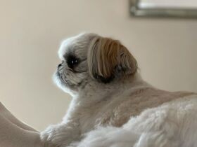 トイレ上手にできたからおやつちょうだいね　しっかり呼びに来るシーズー「ラニ」