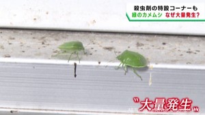 宮城県であまり見掛けない緑色のカメムシが大量発生　その正体と理由を専門家に聞く