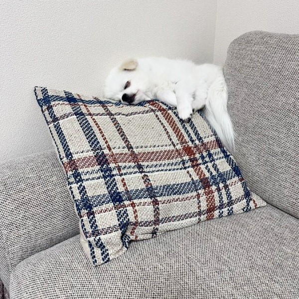 バランス感覚抜群！ クッション上ですやすや眠るましゅくん（画像提供：アザラシいぬさん）